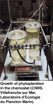 Groth of phytoplankton in the chemostat