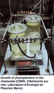 Growth of phytoplankton in the chemostat (CNRS, Villefranche sur mer, Laboratoire d’Ecologie du Plancton Marin).