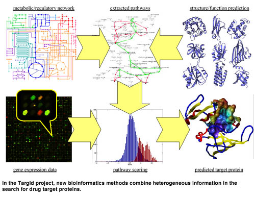 In the TargId project, new bioinformatics methods combine heterogeneous information in the search for drug target proteins.
