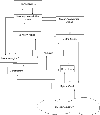 Figure 1: A model of the Mammalian Central Nervous System.