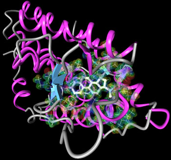 Progesterone and its human receptor.