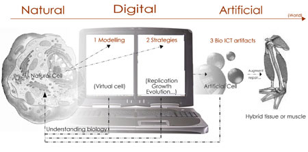 Connecting the natural, digital and artificial worlds: cell modelling, synthesis and hybrid systems.