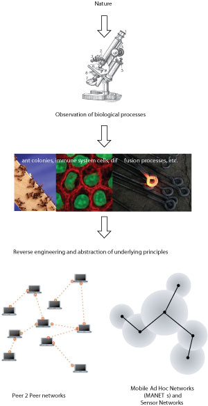 From Biology to Dynamic Networks.