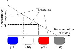 Figure 1: French flag model of pattern formation.